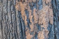 Closeup to Termite Nest on Bark of Tree Royalty Free Stock Photo