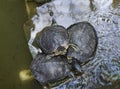 Closeup to a three Trachemys scripta scripta turtle over a wet rock Royalty Free Stock Photo