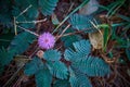 Closeup to top view Sensitive Plant Flower, Mimosa Pudica with small bee on blur background Royalty Free Stock Photo