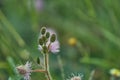 Closeup to top view young Sensitive Plant Flower, Mimosa Pudica with small bee on blur background Royalty Free Stock Photo