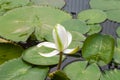 Closeup to Water Lily/ Nymphaea Lotus/ Nymphaeaceae Royalty Free Stock Photo