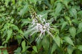 Closeup to White Java Tea/ Kidney Tea Plant/ Cat`s Whiskers/ Orthosiphon Aristatus Blume Miq. Flower Royalty Free Stock Photo