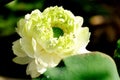 Closeup to white lotus flower blooming under the warm morning sunlight Royalty Free Stock Photo