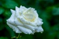 Closeup to white rose in bunch with drops of rain dew Royalty Free Stock Photo