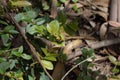 Closeup to a yellow bumble bee over a green leaves Royalty Free Stock Photo