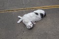 Closeup to a young spoiled white and black cat playing laying down in the street