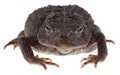 Closeup of a Toad Royalty Free Stock Photo