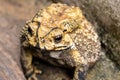 Toad is a common name for certain frogs Royalty Free Stock Photo