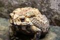 Toad is a common name for certain frogs Royalty Free Stock Photo