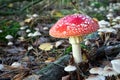 Closeup of toadstool fungus among forest heather bushes during autumn Royalty Free Stock Photo