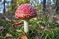 Closeup of toadstool fungus among forest heather bushes during autumn Royalty Free Stock Photo