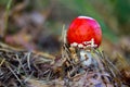 Closeup of toadstool Royalty Free Stock Photo
