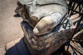 Closeup of a toe on a large broken ancient statue at the Roman Forum italy. Royalty Free Stock Photo