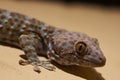 Closeup of Tokay gecko crawling on the ground Royalty Free Stock Photo