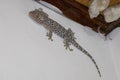 Closeup Tokay Gecko is on The Wall.Blue Gekko gecko with orange spots Royalty Free Stock Photo