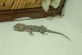 Closeup Tokay Gecko is on The Wall.Blue Gekko gecko with orange spots Royalty Free Stock Photo