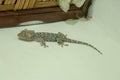 Closeup Tokay Gecko is on The Wall.Blue Gekko gecko with orange spots Royalty Free Stock Photo