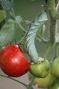 Closeup of a Tomato Hornworm