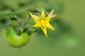 Closeup of tomato plant flower Royalty Free Stock Photo