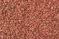 Closeup of tomato seed Royalty Free Stock Photo