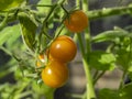 Sungold Variety Tomatoes Ripening On A Truss