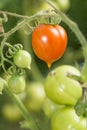 Closeup on tomatoes on the vine with one ripe fruit. Royalty Free Stock Photo