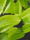 Closeup toned image of top green tea leaves growing on the tea bush Royalty Free Stock Photo