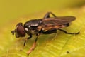Closeup on a Tooth-thighed Hoverfly, Tropidia scita sitting Royalty Free Stock Photo
