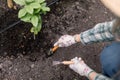 Closeup top cropped image of hands of senior female gardener in gloves, holding gardening spade and rake, planting the Royalty Free Stock Photo