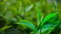 Closeup top of Green tea leaf in the morning, tea plantation, blurred background