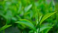 Closeup top of Green tea leaf in the morning, tea plantation, blurred background