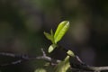 Closeup, Top of Green tea leaf in the morning, tea plantation, blurred background, selective focus.