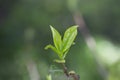 Closeup, Top of Green tea leaf in the morning, tea plantation, blurred background, selective focus.