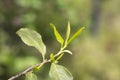 Closeup, Top of Green tea leaf in the morning, tea plantation, blurred background, selective focus.