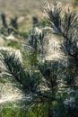 Closeup of the top of a pine tree which has spiderweb in between Royalty Free Stock Photo