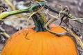 Closeup of top of pumpkin, stem and twisting vine as it grows in Royalty Free Stock Photo