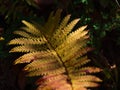Discolored Fern Leaf With Pattern Of Yellow And Red Colors In Fall Season In The Woods Of Black Forest, Germany.