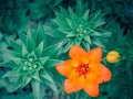 Closeup top view of bright orange lily flower against green leaves background. Creative vintage layout, floral art