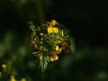 Closeup top view of busy wild bee gathering nectar from yellow colored rapeseed flower on field in Black Forest. Royalty Free Stock Photo