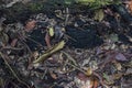 Closeup top view of dead jungle tree Royalty Free Stock Photo