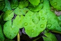 Closeup top view droplets on the lotus with leaves green color in the pond after rain. Using wallpapers or background for nature w Royalty Free Stock Photo