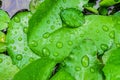 Closeup top view droplets on the lotus with leaves green color in the pond after rain. Using wallpapers or background for nature w Royalty Free Stock Photo