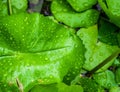 Closeup top view droplets on the lotus with leaves green color in the pond after rain. Using wallpapers or background for nature w Royalty Free Stock Photo