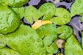 Closeup top view droplets on the lotus with leaves green color in the pond after rain. Using wallpapers or background for nature w Royalty Free Stock Photo