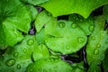 Closeup top view droplets on the lotus with leaves green color in the pond after rain. Using wallpapers or background for nature w Royalty Free Stock Photo