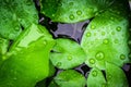 Closeup top view droplets on the lotus with leaves green color in the pond after rain. Using wallpapers or background for nature w Royalty Free Stock Photo