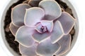 Closeup top view on Echeveria lilacina in a pot isolated on white background. Ghost Echeveria is a species of succulent plants Royalty Free Stock Photo