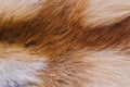 Closeup top view of fluffy texture of colorful real fox animal fur Royalty Free Stock Photo