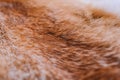 Closeup top view of fluffy texture of colorful real fox animal fur Royalty Free Stock Photo