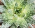 Closeup top view of a gasteria succulent plant, Xanthorrhoeaceae family Royalty Free Stock Photo